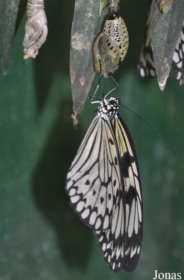 Idea leuconoe