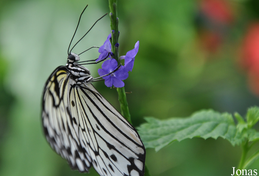 Idea leuconoe