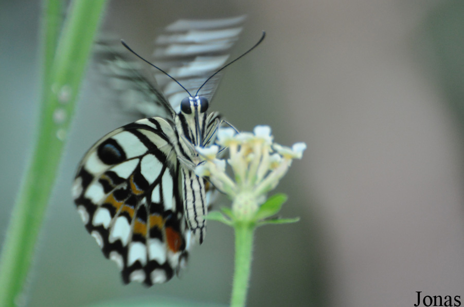 Idea leuconoe