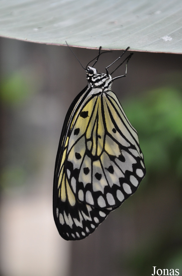 Idea leuconoe