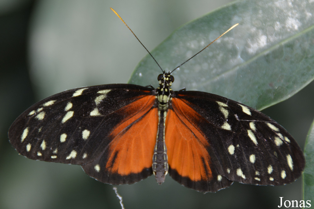 Heliconius hecale