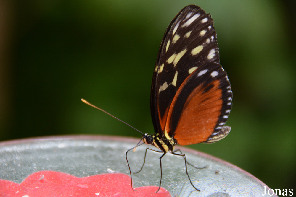 Heliconius hecale
