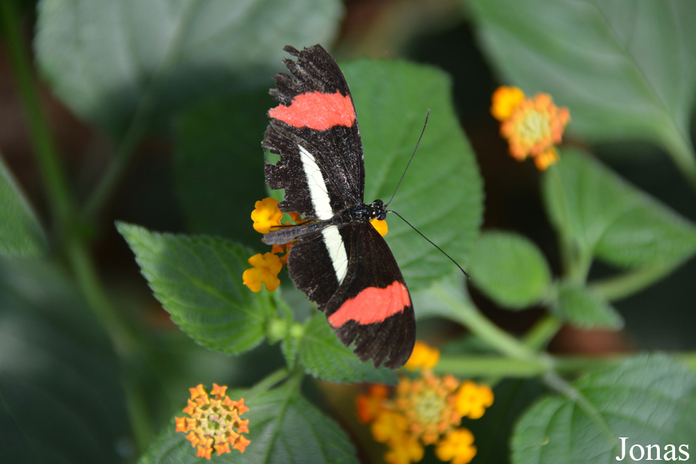 Heliconius sp.