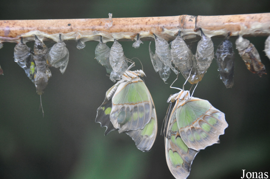 Philaethria dido