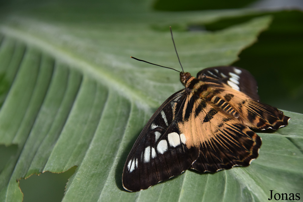 Parthenos sylvia