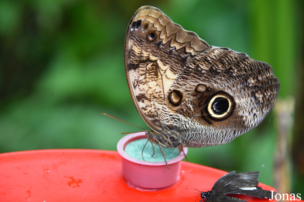 Caligo memnon
