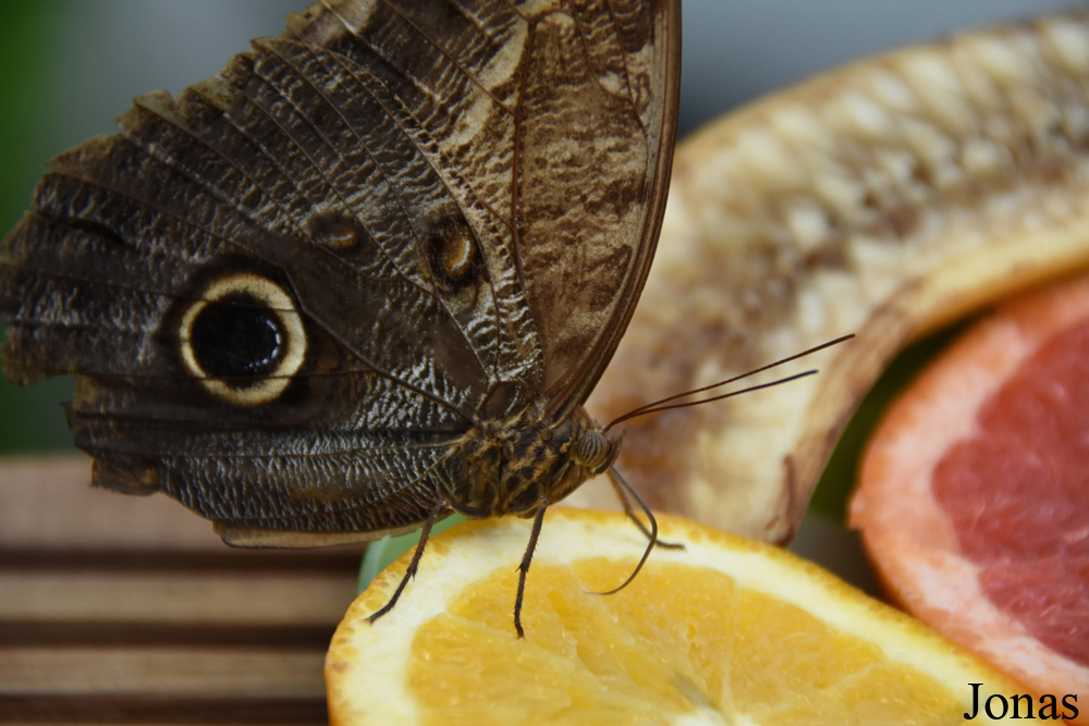Caligo sp.