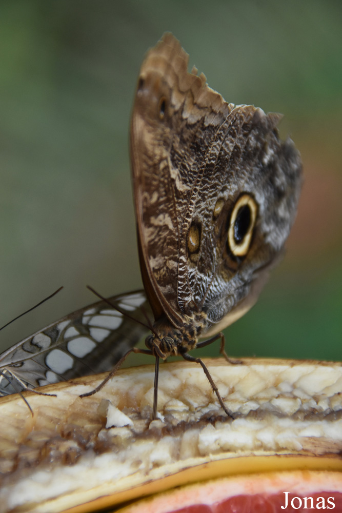 Caligo sp.