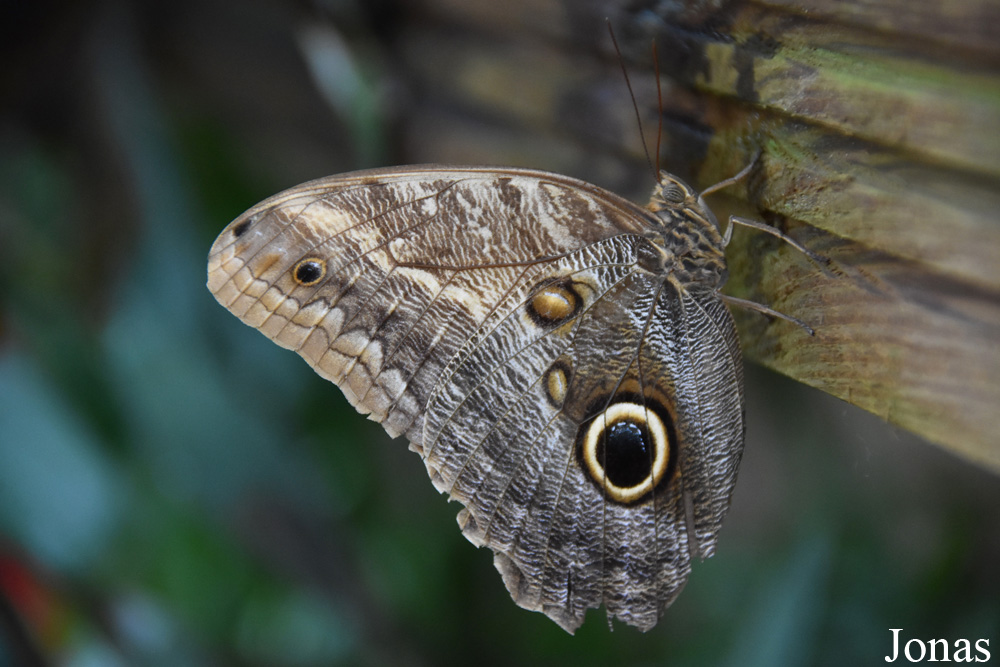 Caligo sp.