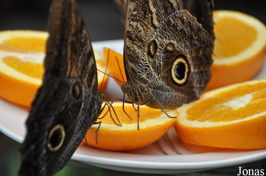 Caligo sp.