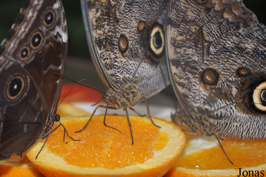 Caligo sp.