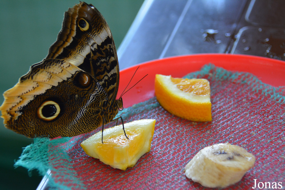 Caligo sp.