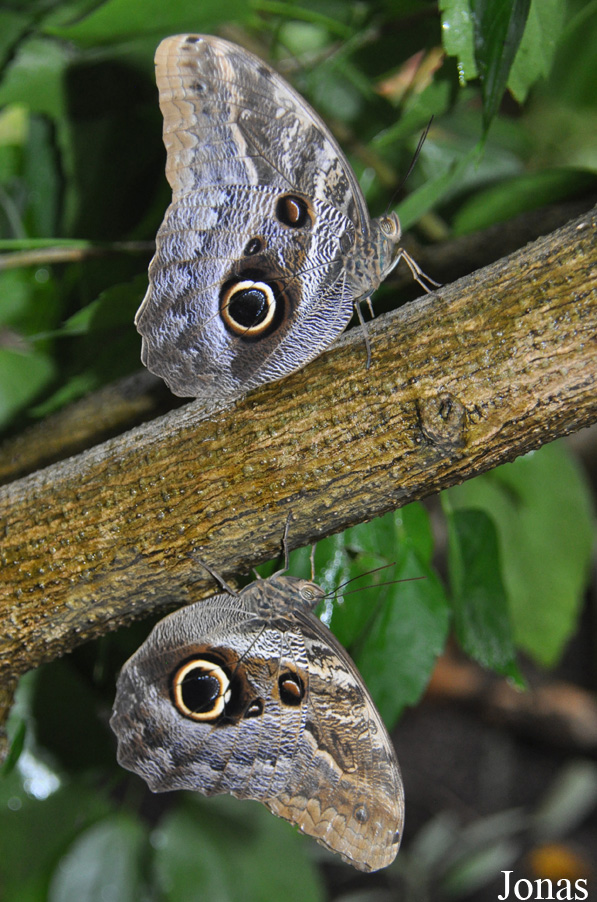 Caligo sp.