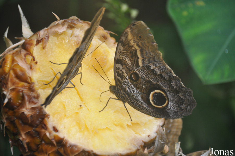 Caligo sp.