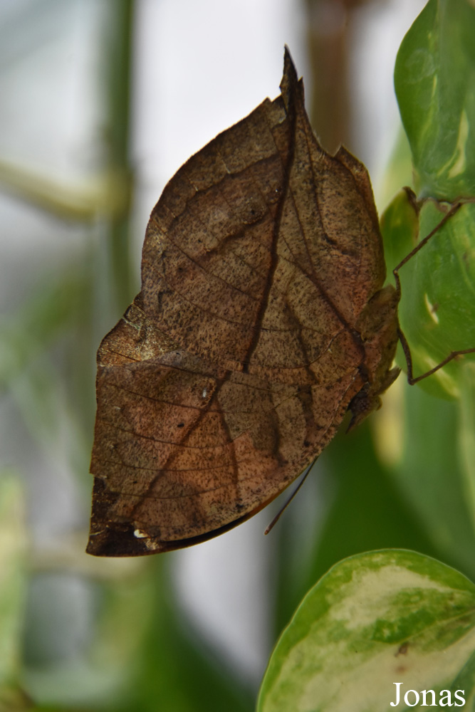 Kallima inachus