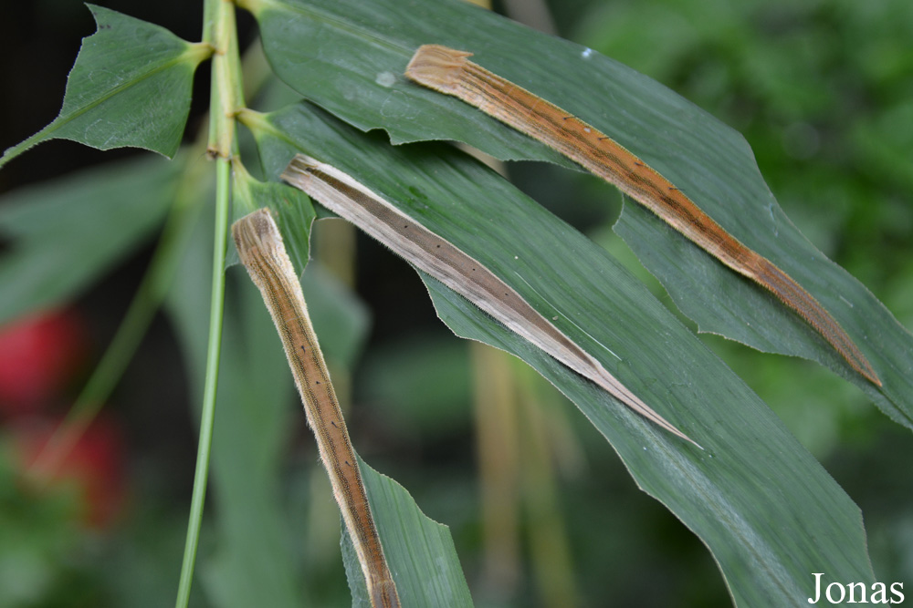 Eryphanis polyxena