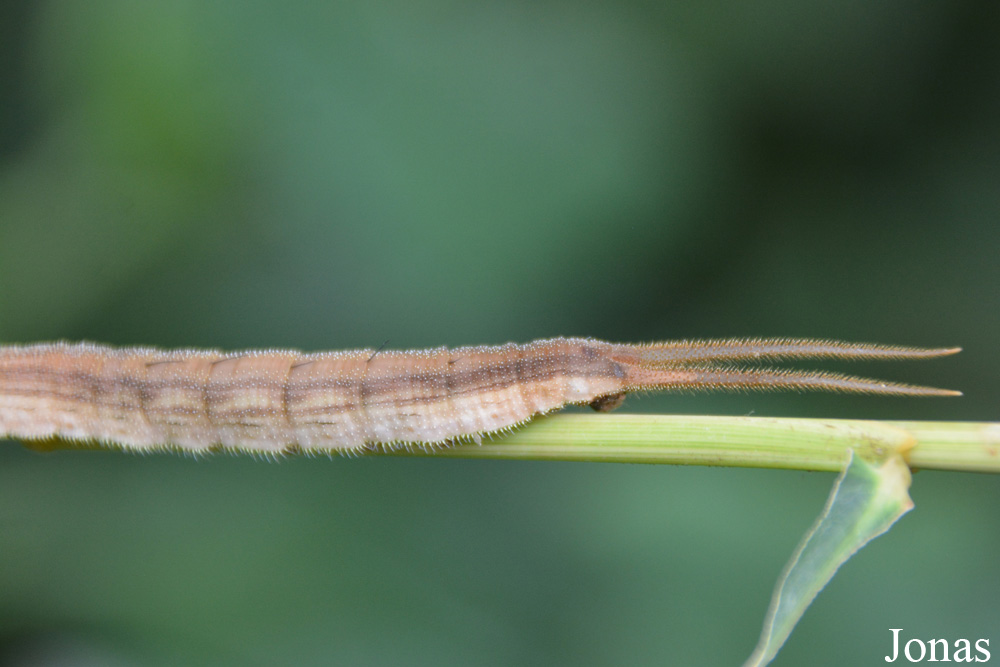 Eryphanis polyxena