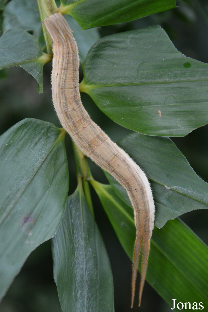 Eryphanis polyxena