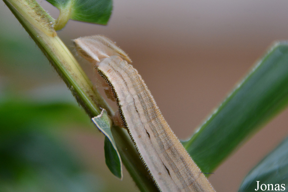 Eryphanis polyxena