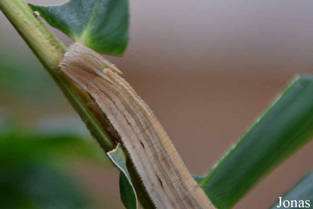 Eryphanis polyxena