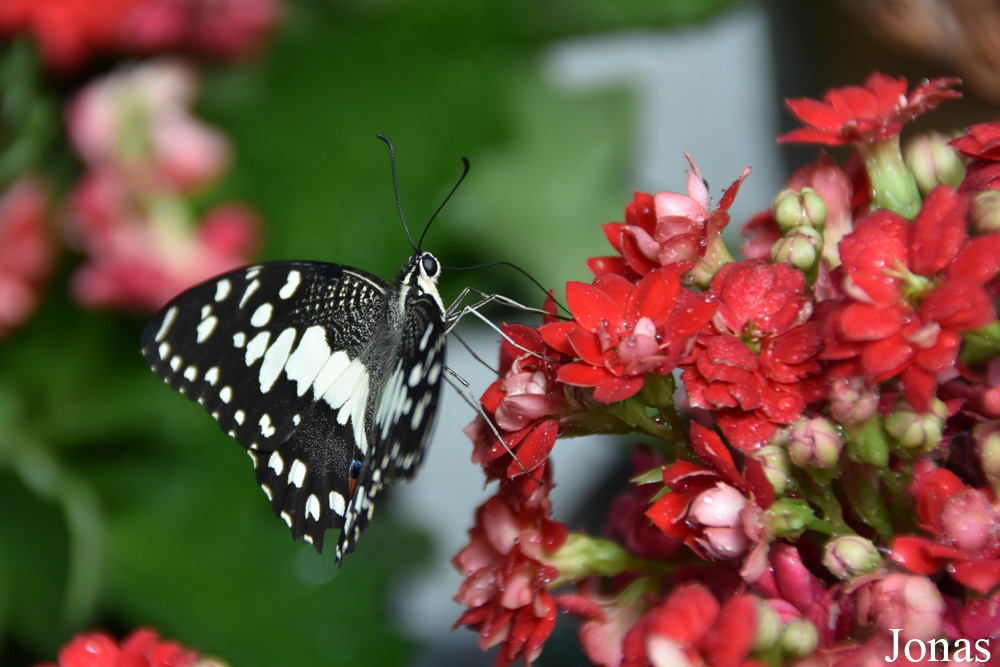 Papilio demoleus