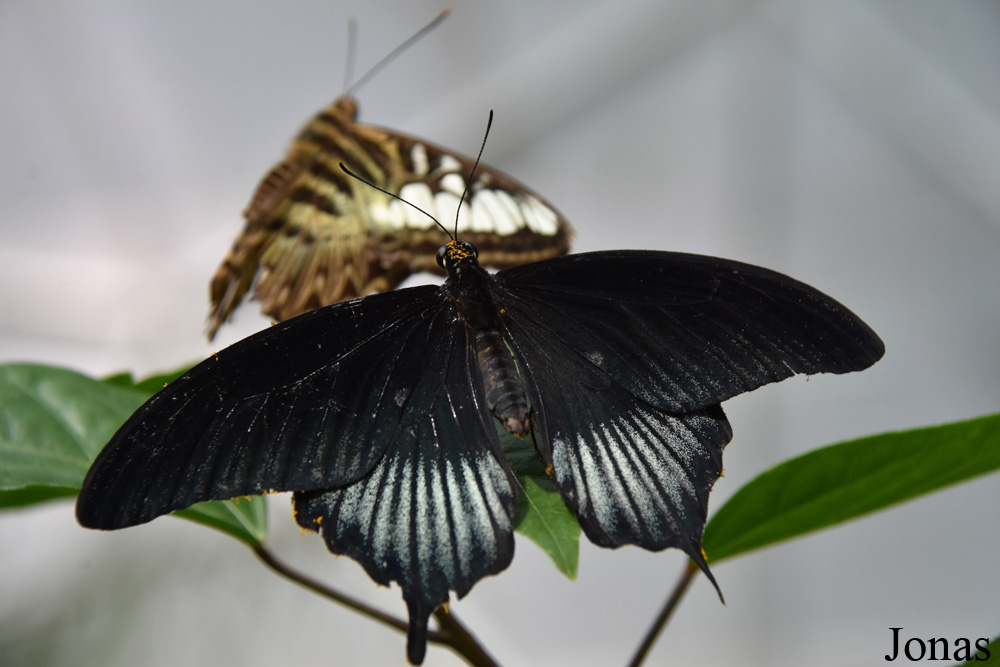 Papilio lowi