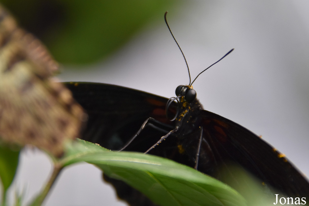 Papilio lowi