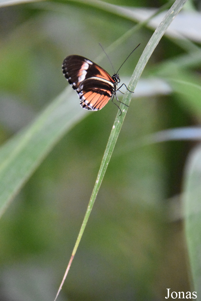 Papillon non identifié