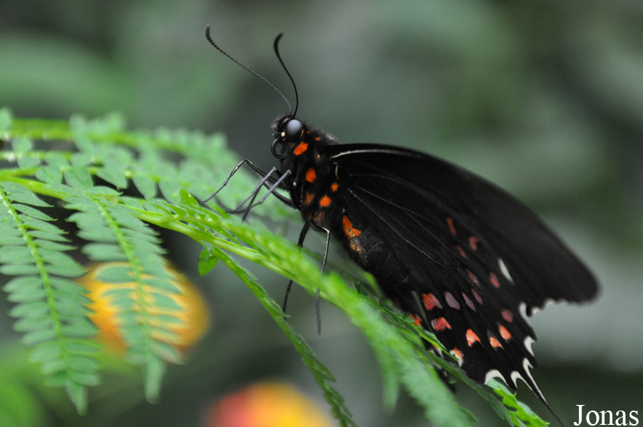 Papillon non identifié