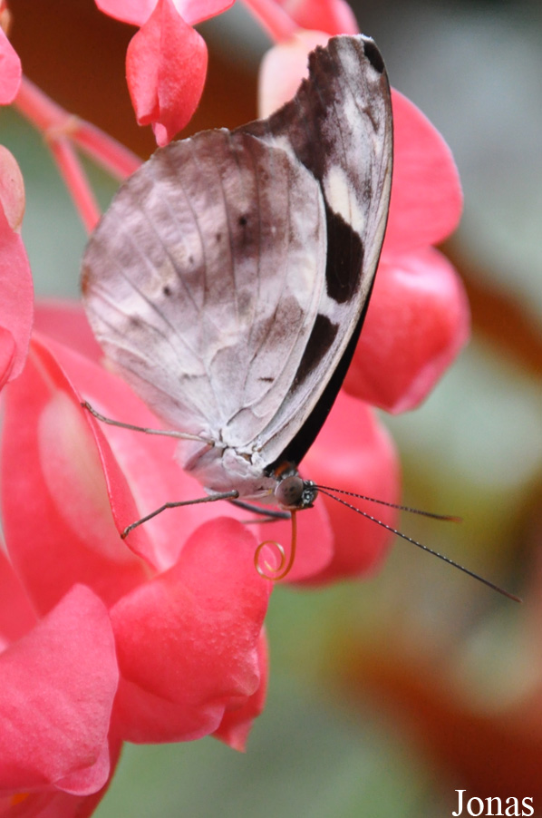 Papillon non identifié