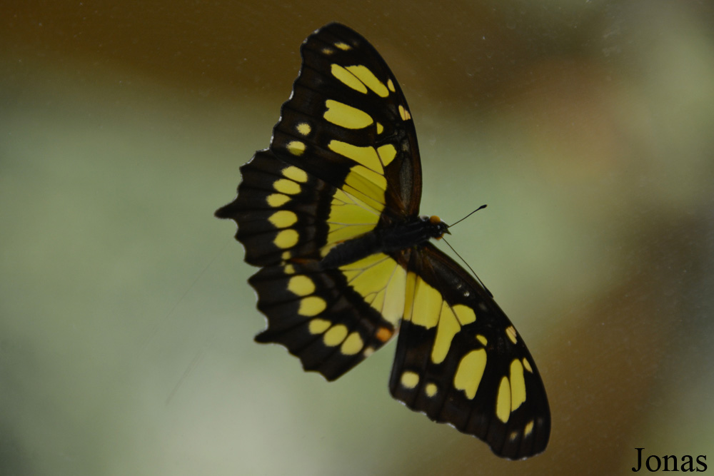 Papillon non identifié