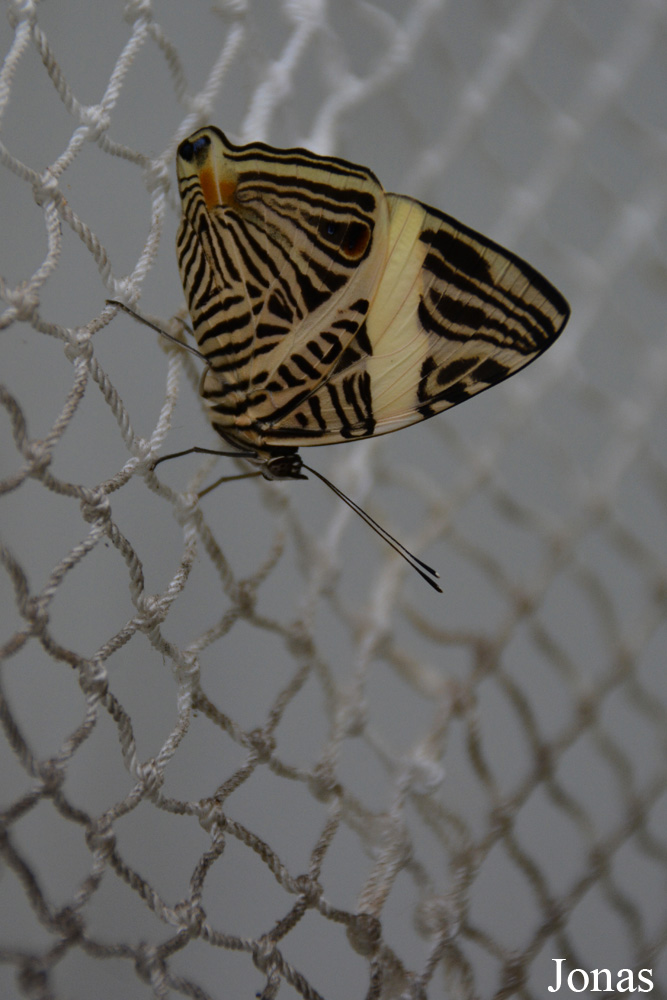 Papillon non identifié