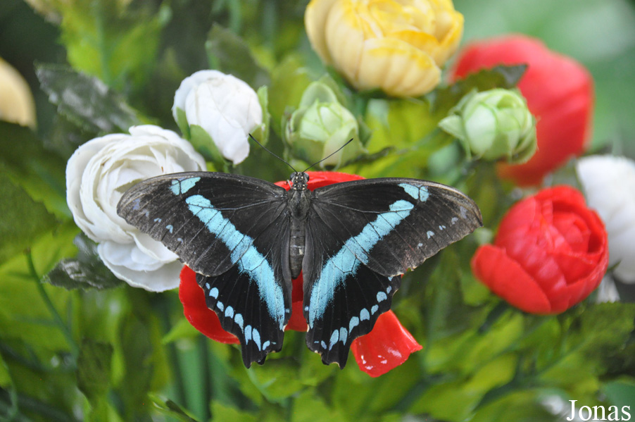 Papillon non identifié