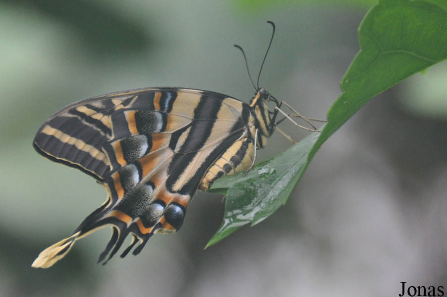 Papillon non identifié
