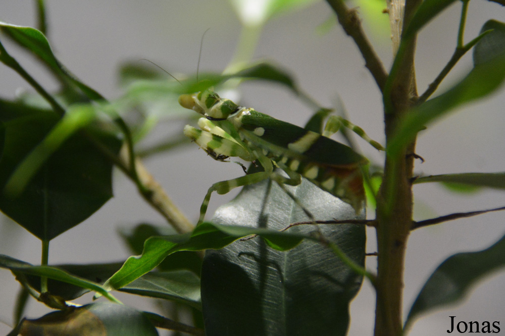 Theopropus elegans
