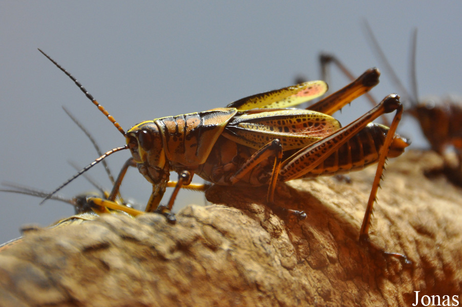 Romalea microptera
