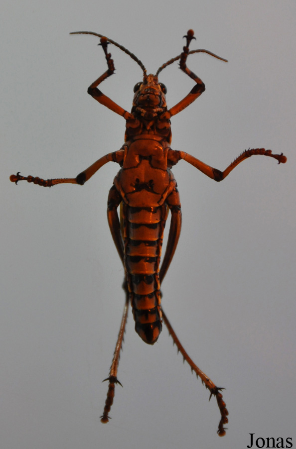Romalea microptera