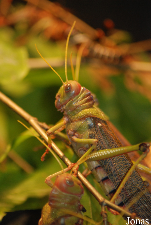 Tropidacris collaris