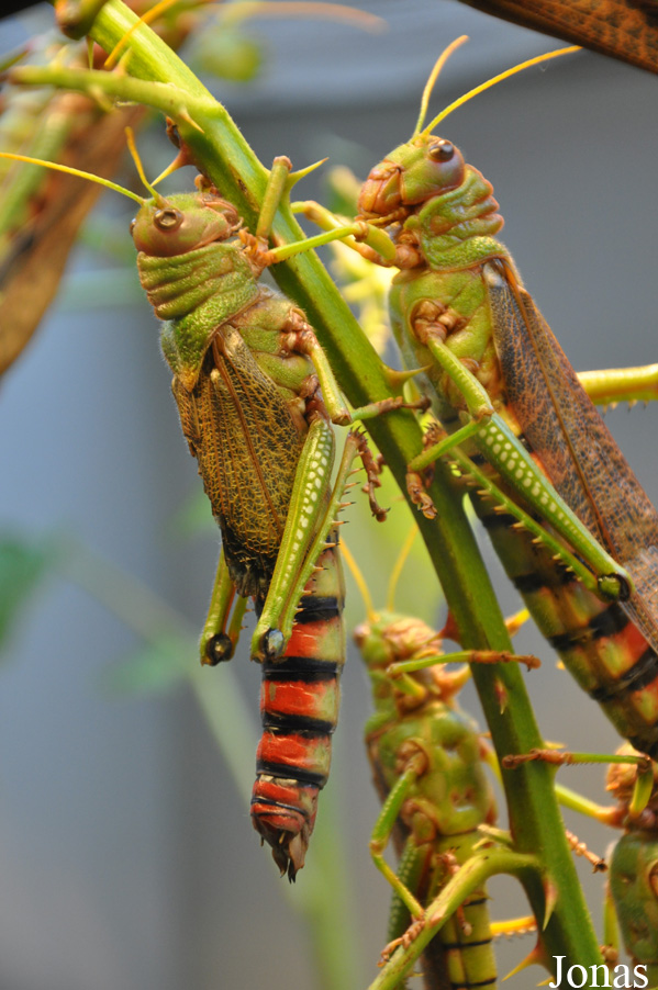 Tropidacris collaris