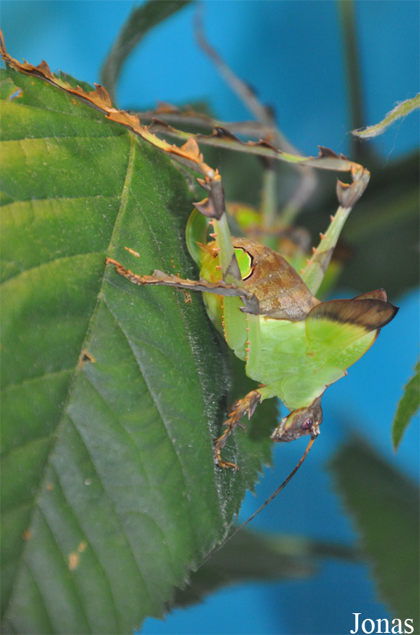 Ancylecha fenestrata