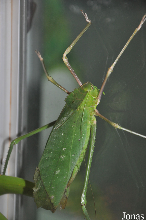 Macrolyristes corporalis