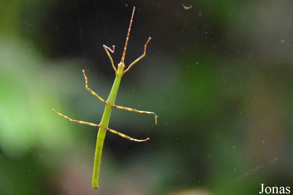Periphetes forcipatus