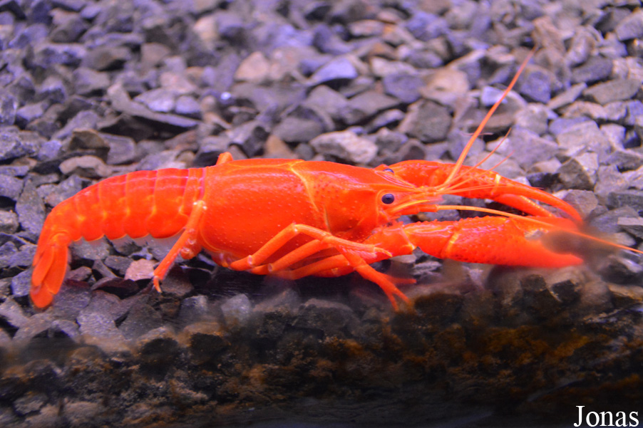 Procambarus clarkii