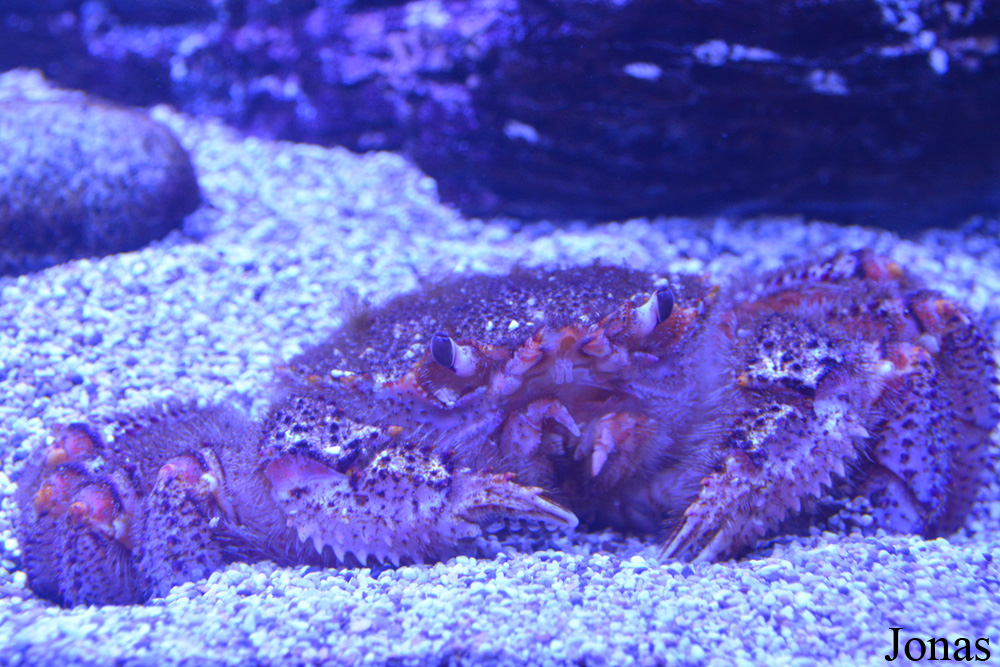 Erimacrus isenbeckii