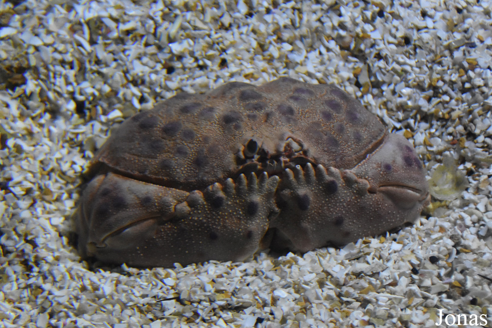 Crabe non identifié