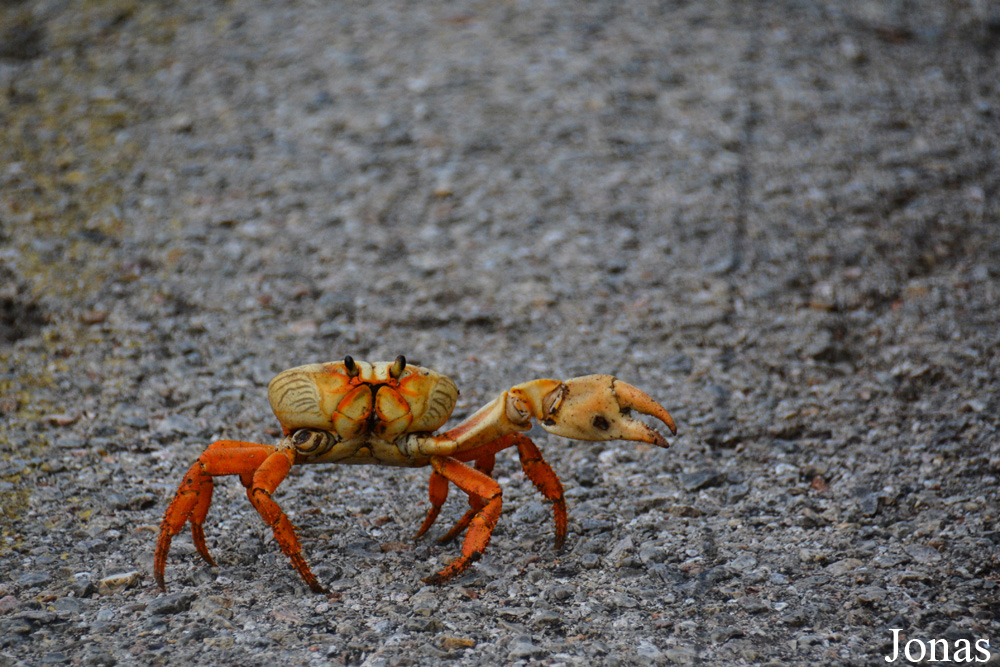 Gecarcinus ruricola / Ciénaga de Zapata