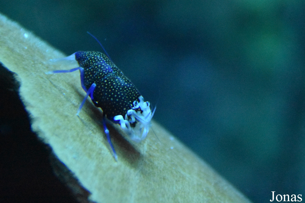 Gnathophyllum elegans