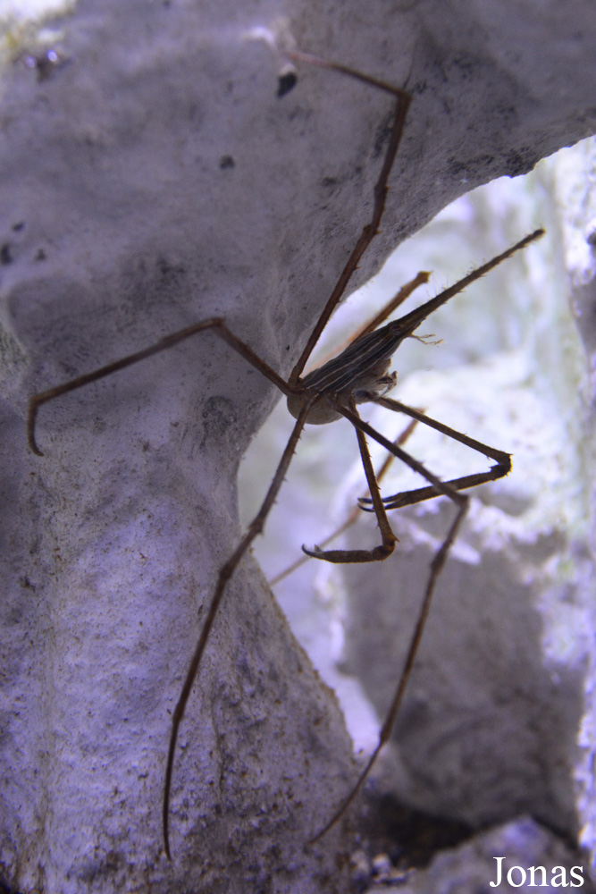 Stenorhynchus seticornis
