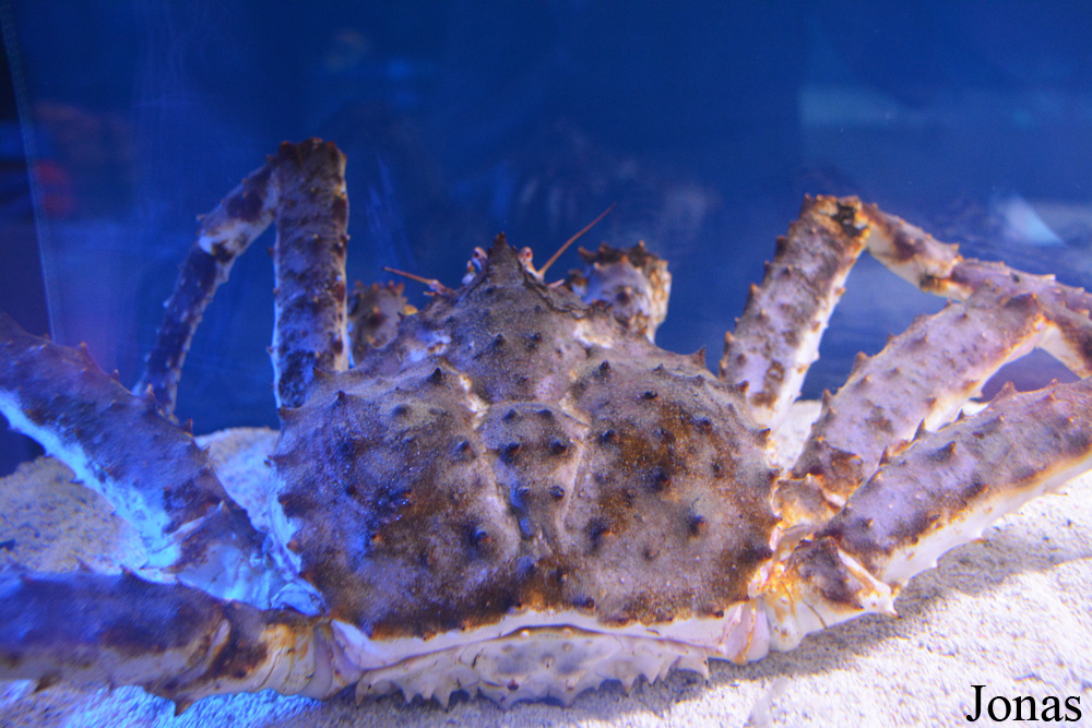 Paralithodes camtschaticus