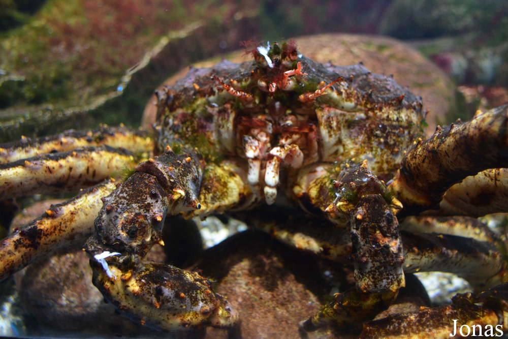 Paralithodes camtschaticus